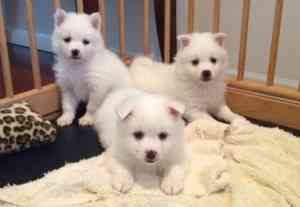 American Eskimo Puppies Hannover