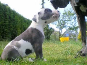 Entzückende Deutsche Doggenwelpen Mainz - photo 1