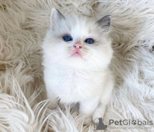 Ragdoll kittens Висбаден - изображение 1