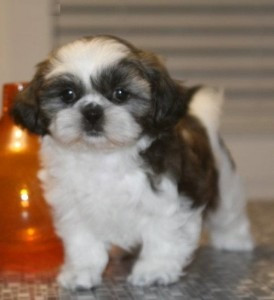 Hervorragende Shih Tzu-Welpen zur Adoption Дюссельдорф - изображение 1