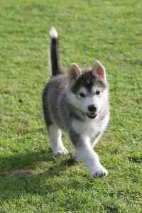 EIN RÜDE UND EIN WEIBLICHER ALASKAN MALAMUTE WELPEN ZUR ADOPTION Dresden