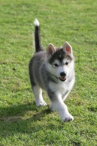 EIN RÜDE UND EIN WEIBLICHER ALASKAN MALAMUTE WELPEN ZUR ADOPTION Dresden - photo 1