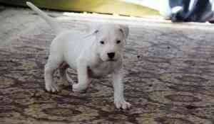 Dogo Argentino Welpen Берлин