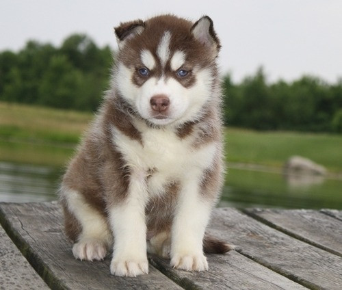 Siberian Husky-Welpen zur Adoption. Bremen - photo 1