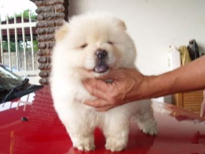 Zwei wunderschöne Chow-Chow-Welpen zur Adoption übrig Wiesbaden - photo 1