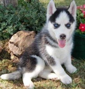 Siberian Husky-Welpen zu verkaufen Mainz - изображение 1