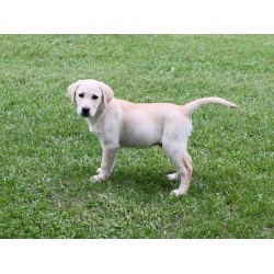 Wunderschöner Labrador Retriever-Welpe sucht ein gutes Zuhause zur kostenlosen Adoption Saarbruecken - photo 1