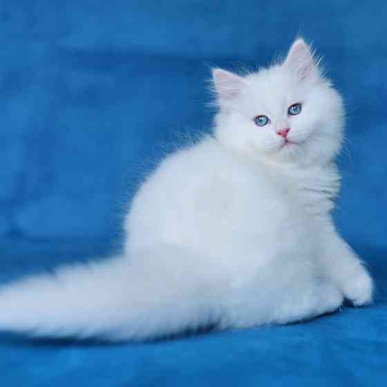 Siberian kittens Дюссельдорф