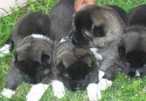 Schöne Akita-Welpen zur freien Adoption. Erfurt - photo 1