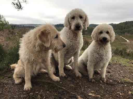 Labradoodle-Welpen der 1. Generation Ерфурт