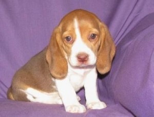 Schöne Beagle-Welpen zu verkaufen. Stuttgart - photo 1