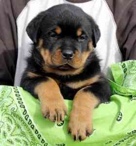 Rottweiler-Welpen zur Adoption Потсдам