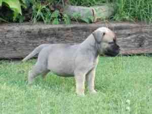 AKC-Registrierung für Bullmastiff-Welpen Wiesbaden