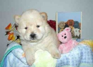 Wunderschöne reinrassige Chow-Chow-Welpen Hannover - photo 1