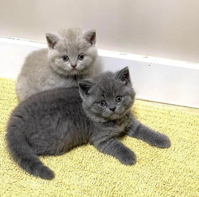 British Shorthair kittens Hamburg - photo 1