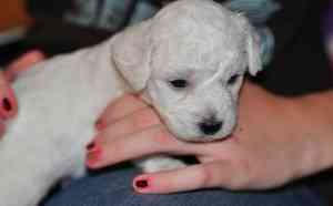 Süße und reizende Bichon Frisé-Welpen zur Adoption. Dresden