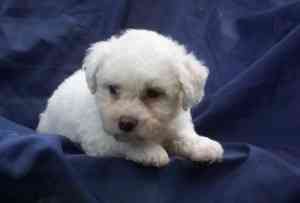 Niedlich aussehende Bichon Frisé-Welpen zur Adoption in jedes gute Zuhause. Эрфурт