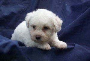 Niedlich aussehende Bichon Frisé-Welpen zur Adoption in jedes gute Zuhause. Эрфурт - изображение 1