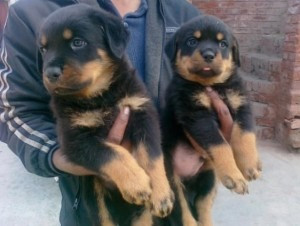 Rottweiler-Welpen. Stuttgart - photo 1