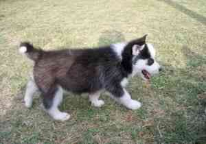 Toller blauäugiger Siberian Husky Вісбаден