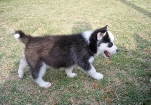 Toller blauäugiger Siberian Husky Вісбаден - изображение 1