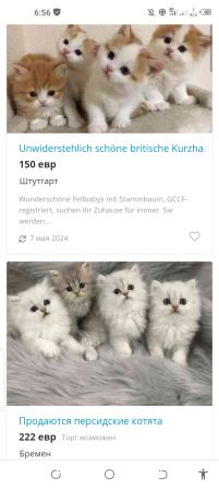 не покупайте щенков по этому номеру +32 460224753 - это мошенничество, Erfurt - изображение 3