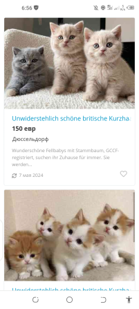 не покупайте щенков по этому номеру +32 460224753 - это мошенничество, Erfurt - изображение 5