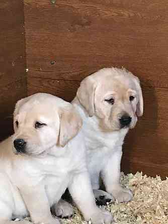 We hebben twee Labrador Retriever-pups voor herplaatsing. Штутгарт