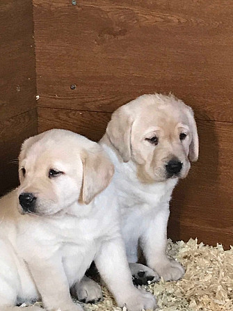 We hebben twee Labrador Retriever-pups voor herplaatsing. Stuttgart - изображение 2