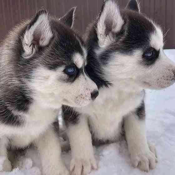 Schattige mannelijke en vrouwelijke Siberische Husky-pups te koop Берлін