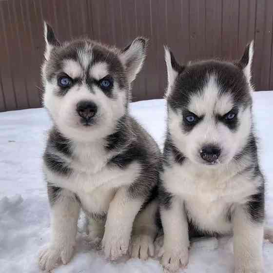 Schattige mannelijke en vrouwelijke Siberische Husky-pups te koop Berlin