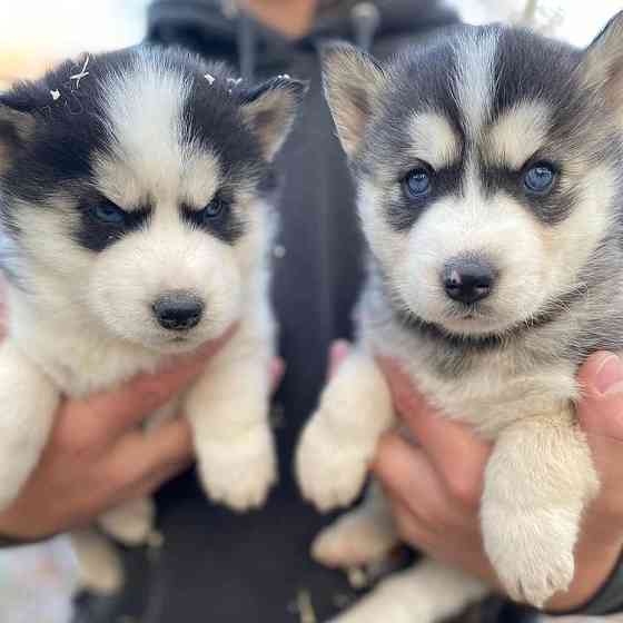 Schattige mannelijke en vrouwelijke Siberische Husky-pups te koop Берлін