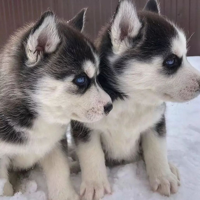 Schattige mannelijke en vrouwelijke Siberische Husky-pups te koop Берлін - изображение 1