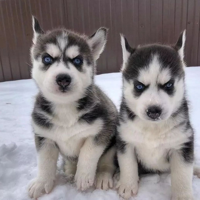 Schattige mannelijke en vrouwelijke Siberische Husky-pups te koop Берлін - изображение 2
