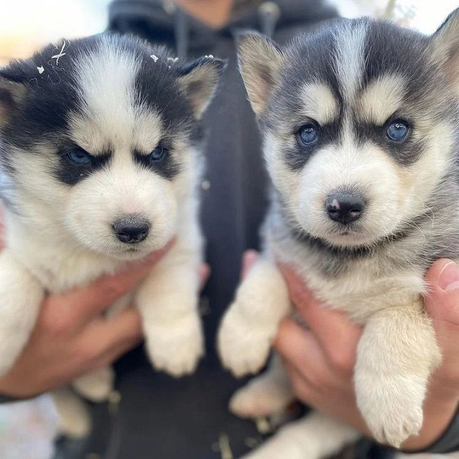 Schattige mannelijke en vrouwelijke Siberische Husky-pups te koop Берлін - изображение 3