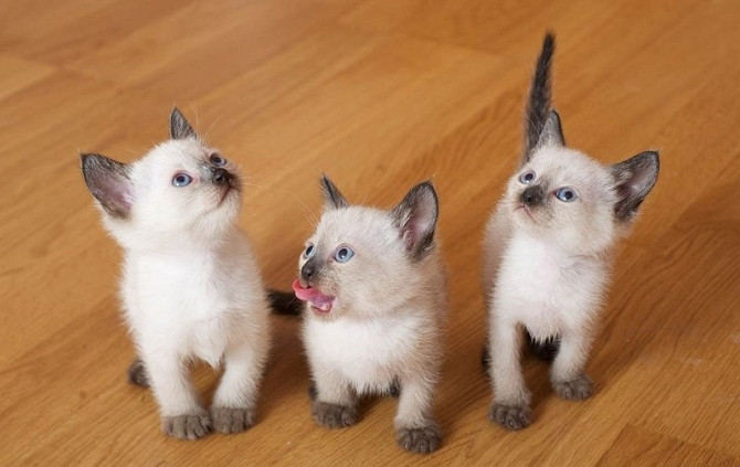 Siamese kittens Берлин - изображение 1