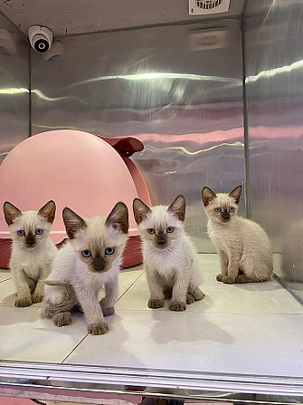 Siamese kittens Hannover - изображение 1