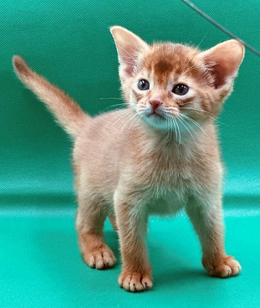 Abyssinian kittens Berlin - photo 1