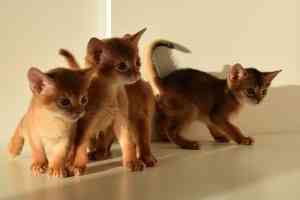 Abyssinian kittens Hamburg