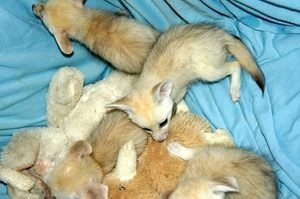 Fennec Fox Bremen - photo 1