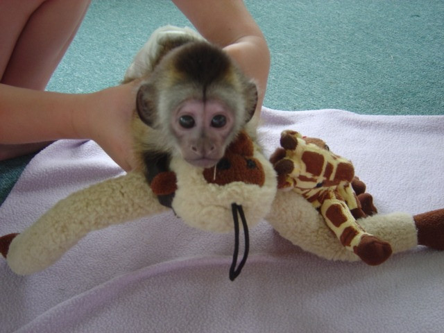 Capuchin Monkeys Berlin - photo 1