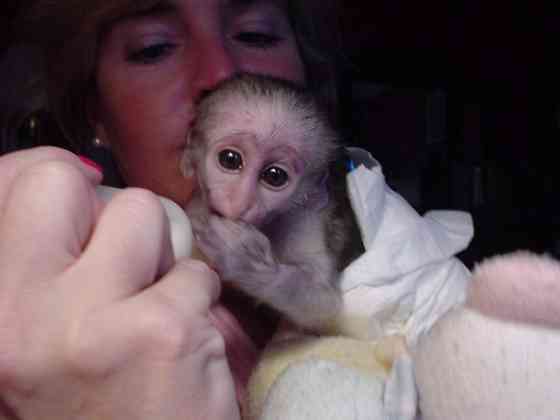 Capuchin monkeys Bremen