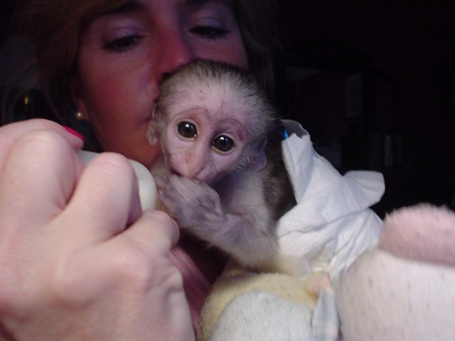 Capuchin monkeys Bremen - photo 1