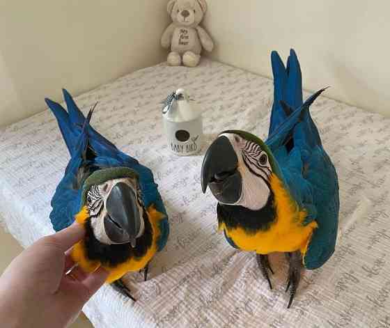 Blue and Gold Macaws Берлин