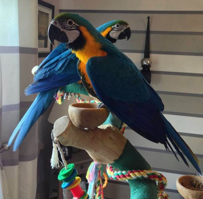 Blue and Gold Macaws Hamburg - изображение 1