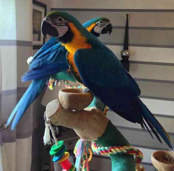 Blue and Gold macaws Munich