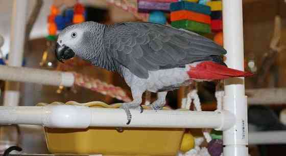 African Grey Parrots Dresden