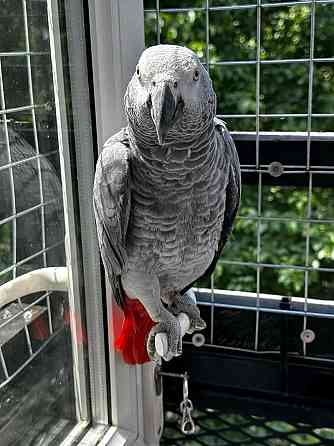 African Grey Parrots Ерфурт