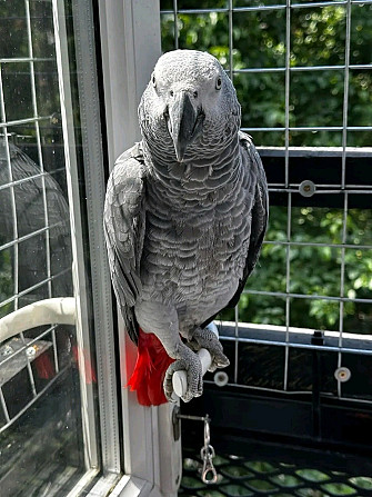 African Grey Parrots Ерфурт - изображение 1