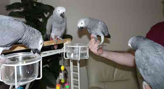 African Grey Parrots Мюнхен